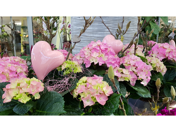 Bild 171 von Gartenbau-Blumen Helmut Friedl