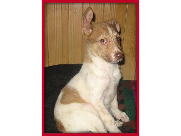 Bild 8 von Wie Hund & Katz - Mag. Michaela Knosp