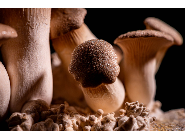 Bild 3 von Schilcherland Pilze KG