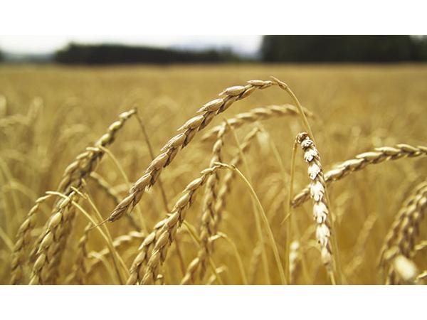Bild 1 von Adam Maria - Naturprodukte