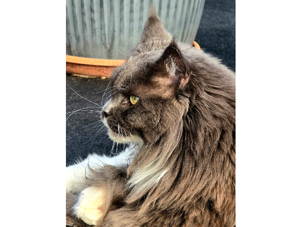 Bild 2 von Tier- und Hausbetreuung mit Herz Andrea Lehner