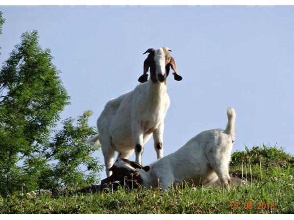 Bild 1 von Panoramahof Eggele - Sieglinde und Helmut Greber
