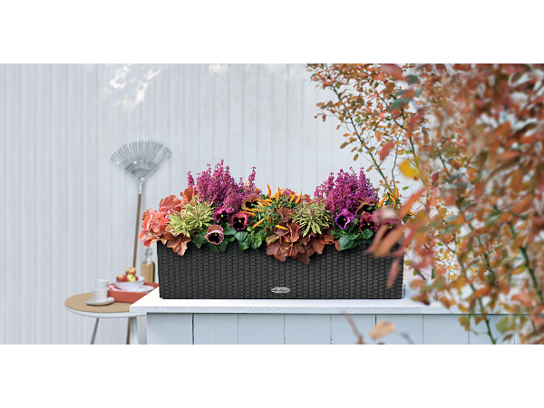 Bild 159 von Gartenbau-Blumen Helmut Friedl
