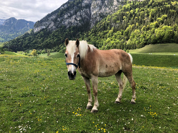 Bild 6 von Eiscafe Ferienpension Haflingerhof