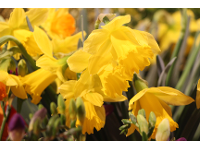 Gartenbau-Blumen Helmut Friedl