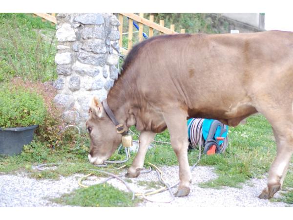 Bild 11 von Rumeralm - Elisabeth Mair