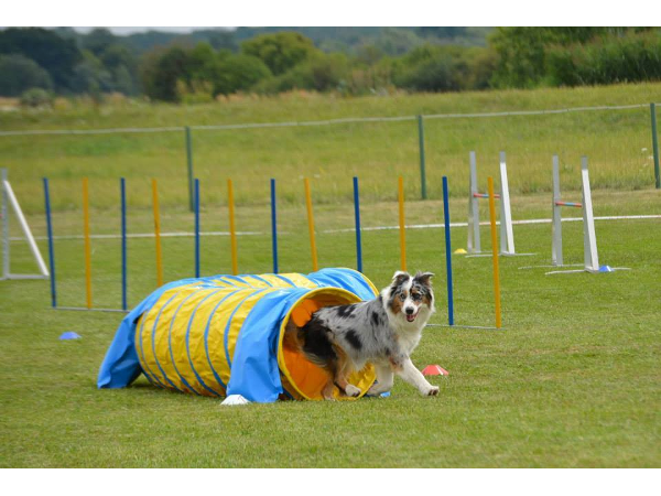 Bild 7 von Hundeschule V.A.S.Z.-Mistelbach