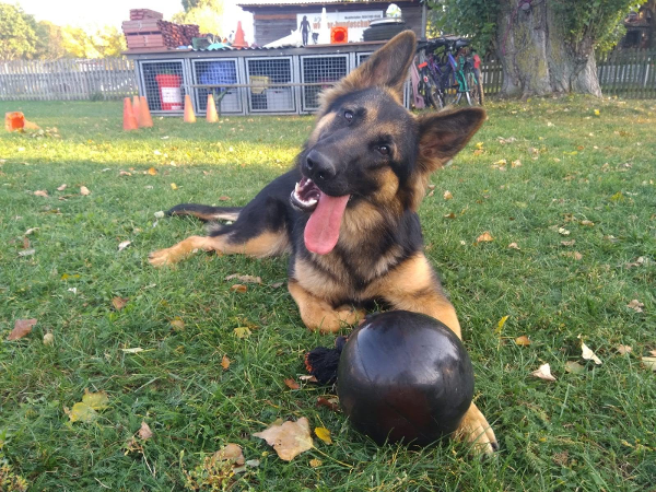 Bild 9 von Wiener Hundeschule