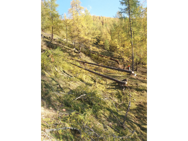 Bild 10 von Steirische Landesforstgärten Aussenstelle Salzburg