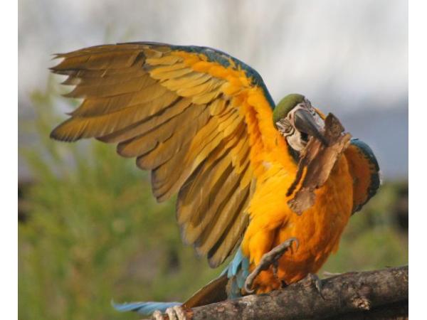 Bild 3 von Zoo Salzburg Gemeinnützige GmbH - Tier-, Natur- u Artenschutzzentrum Salzburg