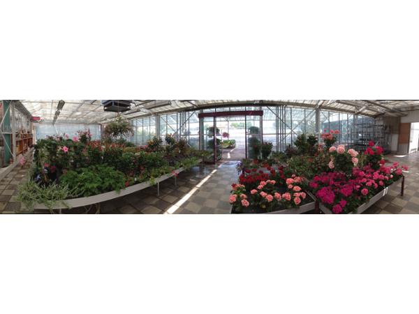 Bild 12 von Blumen Steurer | Ihr Landflorist am URTELHof