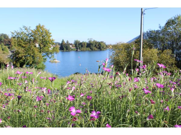 Bild 23 von Dollberger Gartenmanufaktur - Gartengestaltung - Naturpool - Schwimmteich