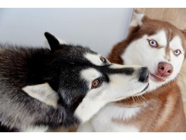 Bild 2 von Diamond Dog Hundesalon