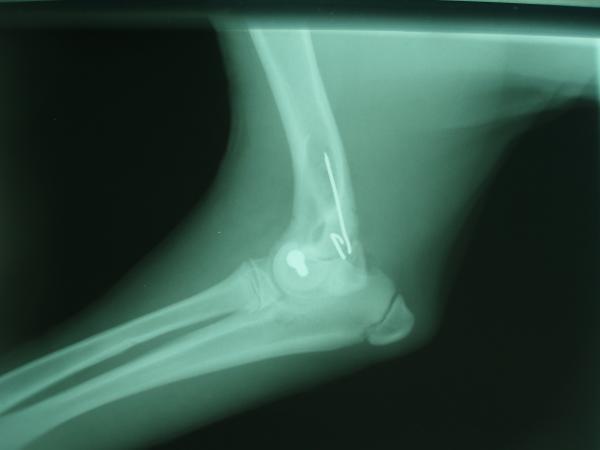 Bild 7 von Dr. med. vet. Rechberger Peter