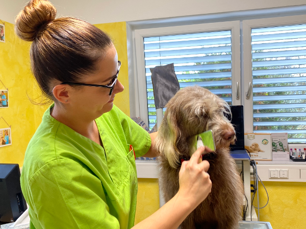 Bild 2 von TGZ-Tiergesundheitszentrum GmbH Dr.med.vet. Birgit Dastig