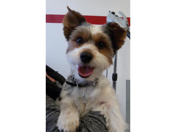 Bild 3 von SCHICK & G'SUND - Tierpflegesalon für Hunde u Katzen
