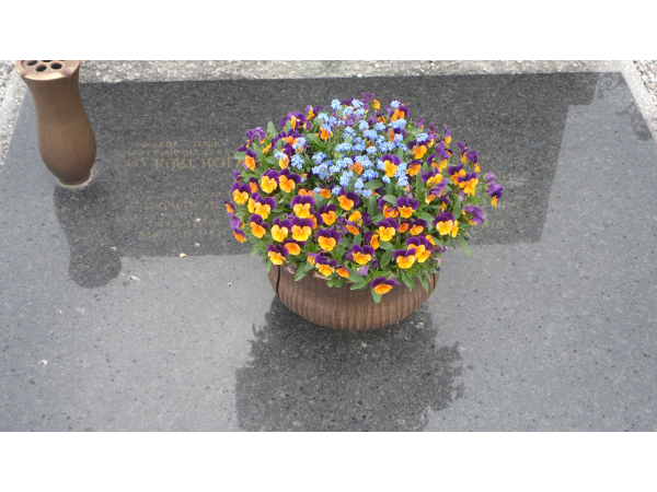 Bild 6 von Blumen Neuner