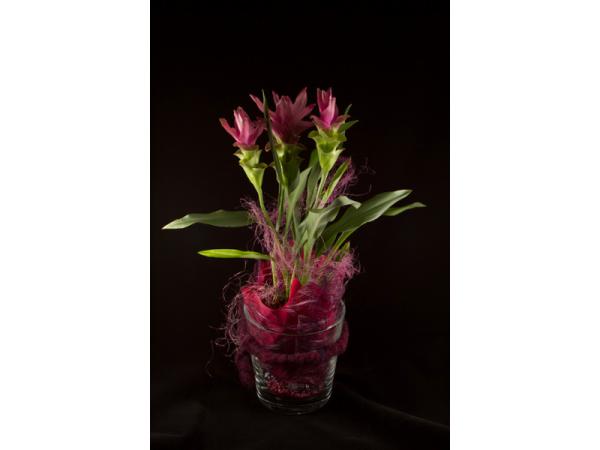 Bild 3 von Blumen Germ GmbH