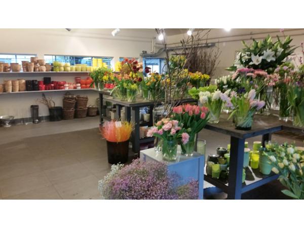 Bild 9 von Blumen Schonsky