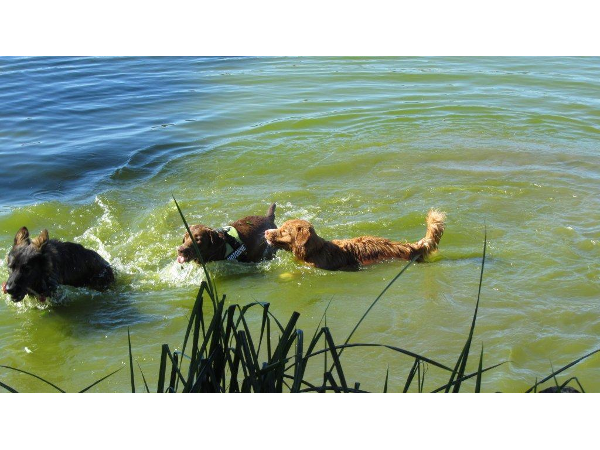 Bild 15 von Hundeschule V.A.S.Z.-Mistelbach