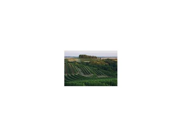 Bild 5 von WEINGUT NORBERT BAUER