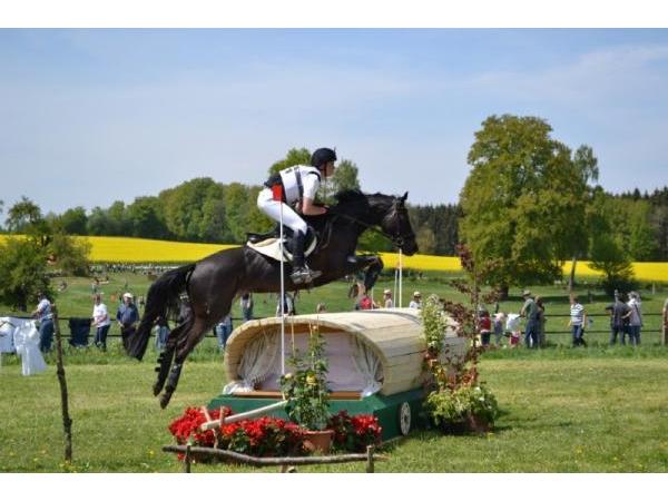 Bild 1 von Interessensgemeinschaft der Züchter und Freunde des Trakehner Pferdes Österreich