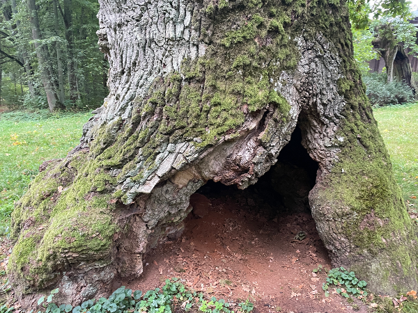 Bild 2 von SV Prosenz und Novak GmbH