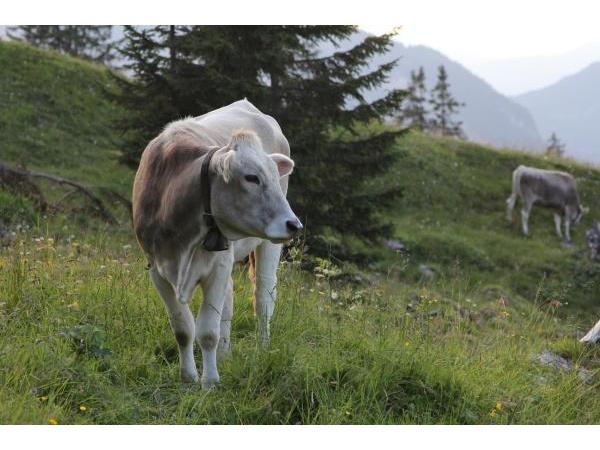 Bild 1 von Krinnenalpe, Martin Rief