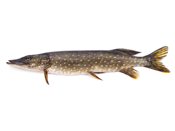 Bild 1 von Royal Fish GmbH