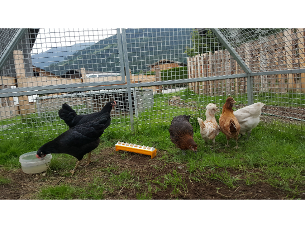 Bild 17 von Unterbiberghof - Familie Hörl