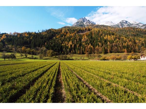 Bild 2 von Steirische Landesforstgärten Aussenstelle Salzburg