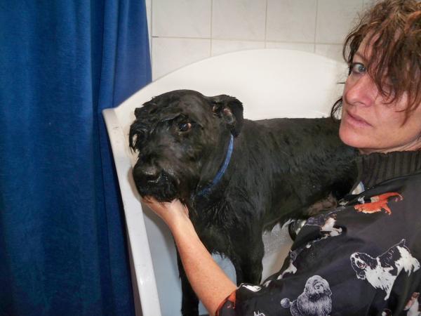 Bild 3 von Judy's Dog Corner - Hundesalon