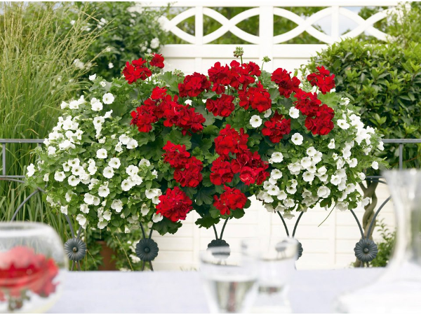Bild 157 von Gartenbau-Blumen Helmut Friedl