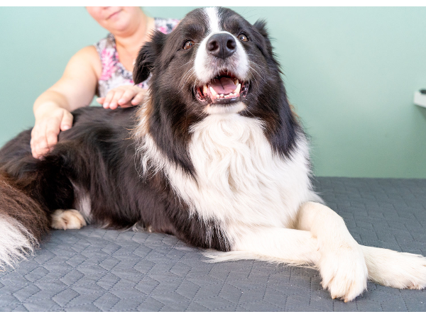 Bild 5 von MKEY Tiermassage & Bewegungstraining