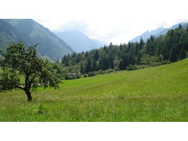 Bild 4 von Familie Schernthaner Entfeldhof