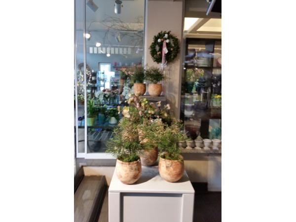 Bild 14 von Blumen Schonsky