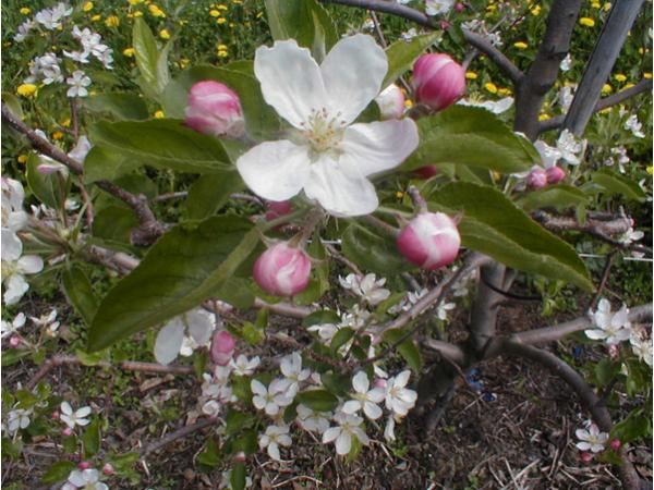 Bild 6 von Fattingerhof - Bio Obstgut