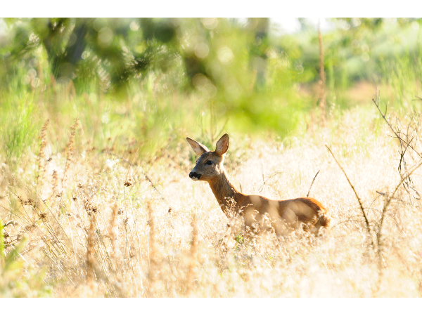Bild 4 von Wildacker.at