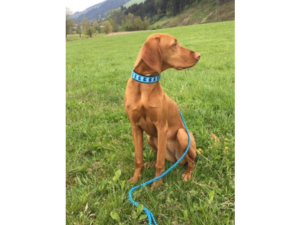 Bild 19 von Hundefriseur Andrea Oppacher in Pinzgau