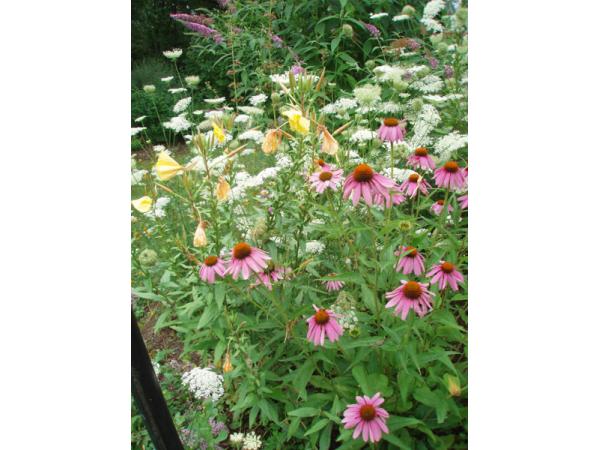 Bild 2 von Kräutergarten
