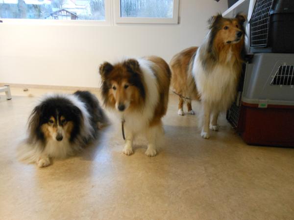 Bild 13 von Hundesalon Melanie