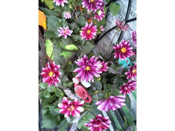 Bild 1 von Blumen Claudia