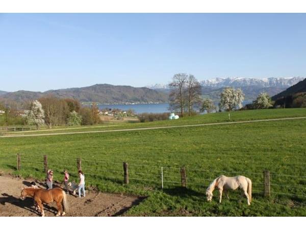 Bild 1 von Reitstall Lechner