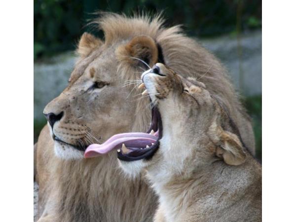 Bild 2 von Zoo Salzburg Gemeinnützige GmbH - Tier-, Natur- u Artenschutzzentrum Salzburg