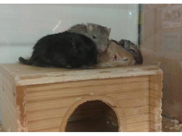 Bild 7 von Birgit's Tierhandlung