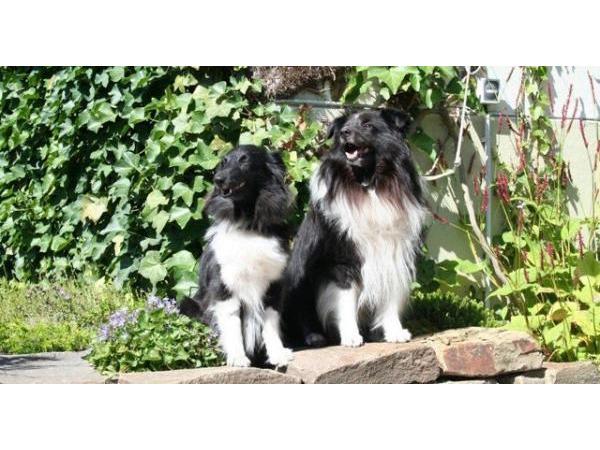 Bild 6 von Sheltiezucht - Anna Wallner