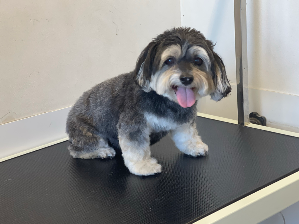 Bild 8 von MamaWau Hundefriseur-Hundesalon-Erinnerungsschmuck
