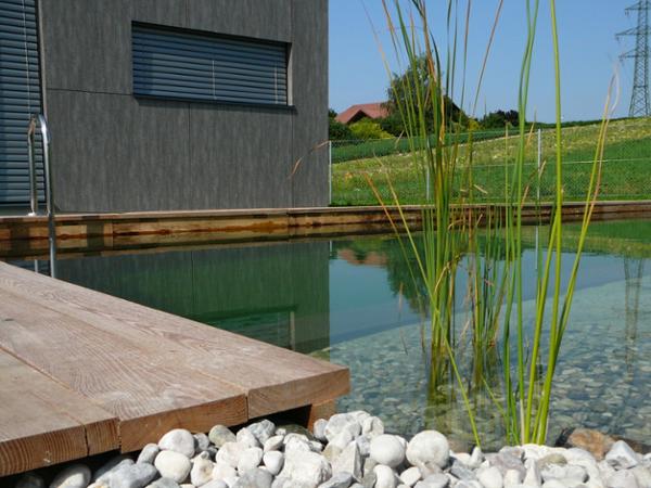 Bild 19 von Dollberger Gartenmanufaktur - Gartengestaltung - Naturpool - Schwimmteich