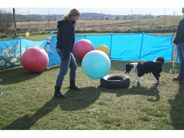 Bild 21 von Hundeschule V.A.S.Z.-Mistelbach
