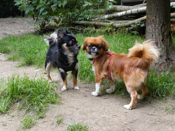 Bild 6 von Tierpension Susi & Strolch